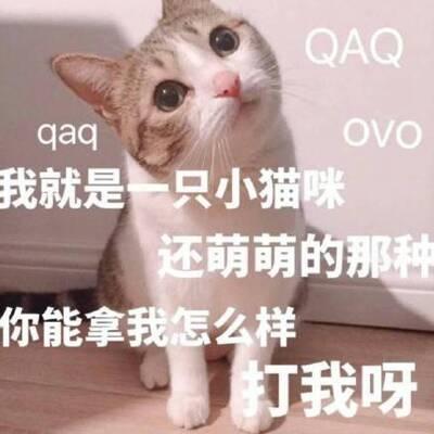 QQ头像猫咪带字