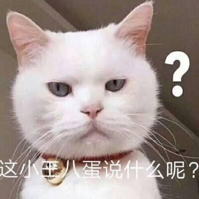 QQ头像猫咪带字