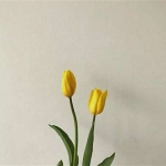 唯美简约高级头像微信背景图片