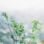 景色头像简单干净唯美图片