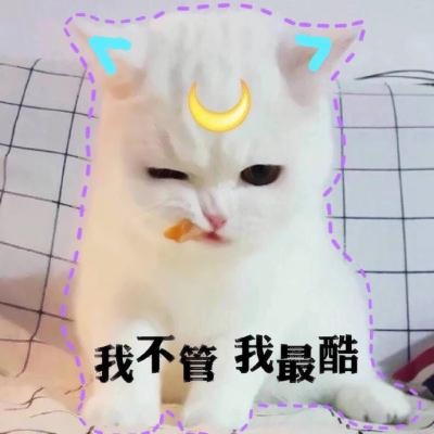 萌猫图片做QQ头像