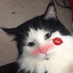 动物情头一左一右好看高清图片