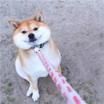 狗狗头像情侣高清可爱图片