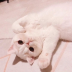 可爱的猫2个情头一左一右图片