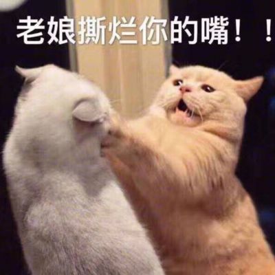 搞笑萌宠猫咪带字头像