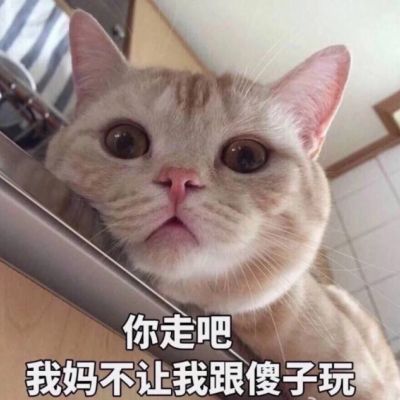 搞笑萌宠猫咪带字头像