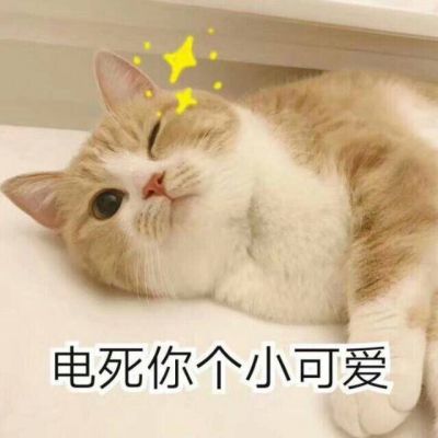 搞笑萌宠猫咪带字头像