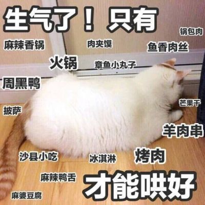 搞笑萌宠猫咪带字头像