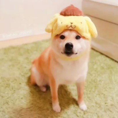 萌宠高清头像图片