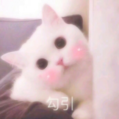 猫猫头像可爱