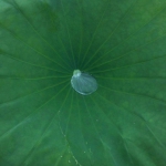 绿色护眼的聊天背景头像图片