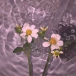 头像图片风景2024最火爆